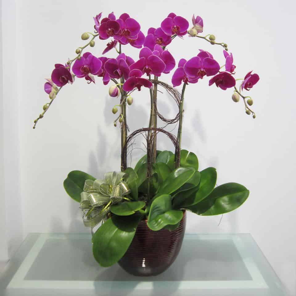 Hoa tươi Nguyệt Hỷ