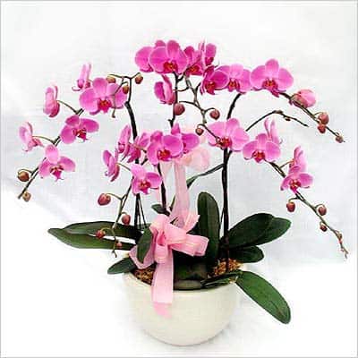 Hoa tươi Nguyệt Hỷ