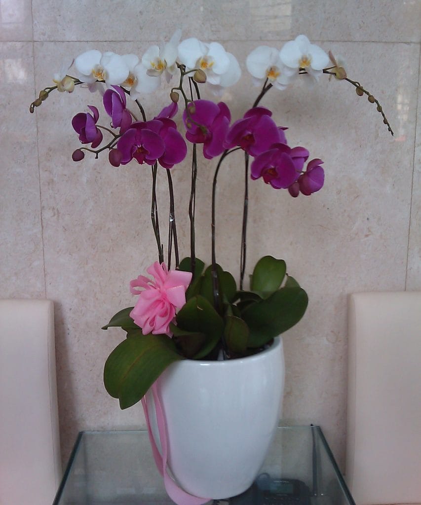 Hoa tươi Nguyệt Hỷ