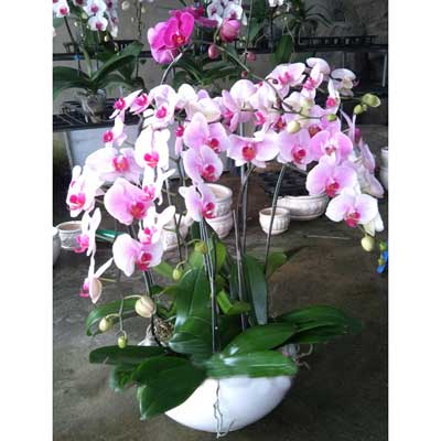 Hoa tươi Nguyệt Hỷ