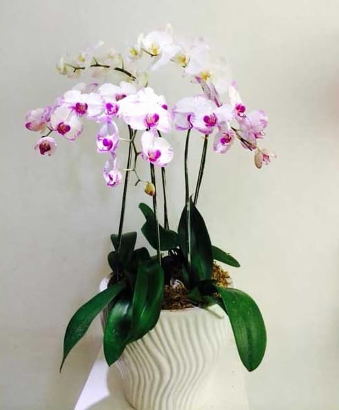 Hoa tươi Nguyệt Hỷ