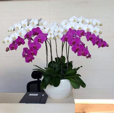 Hoa tươi Nguyệt Hỷ