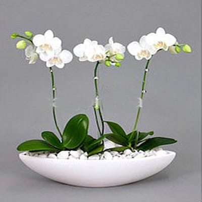 Hoa tươi Nguyệt Hỷ