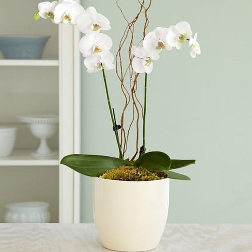 Hoa tươi Nguyệt Hỷ