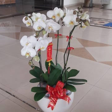 Hoa tươi Nguyệt Hỷ