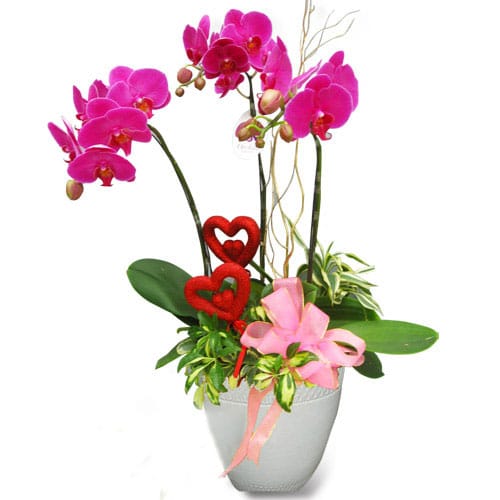 Hoa tươi Nguyệt Hỷ