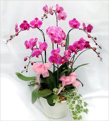 Hoa tươi Nguyệt Hỷ