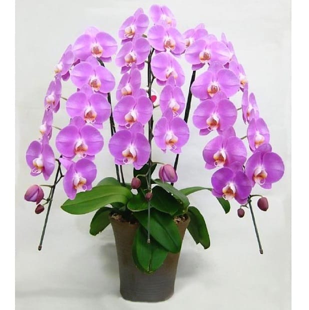 Hoa tươi Nguyệt Hỷ
