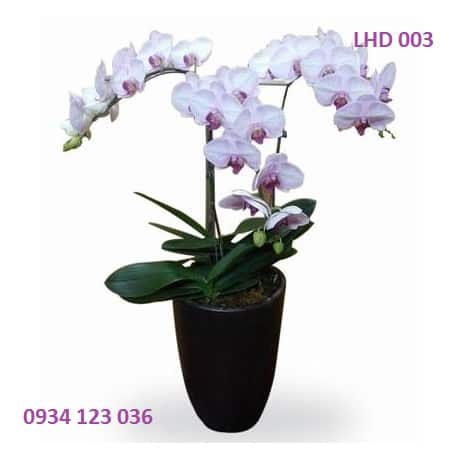 Hoa tươi Nguyệt Hỷ