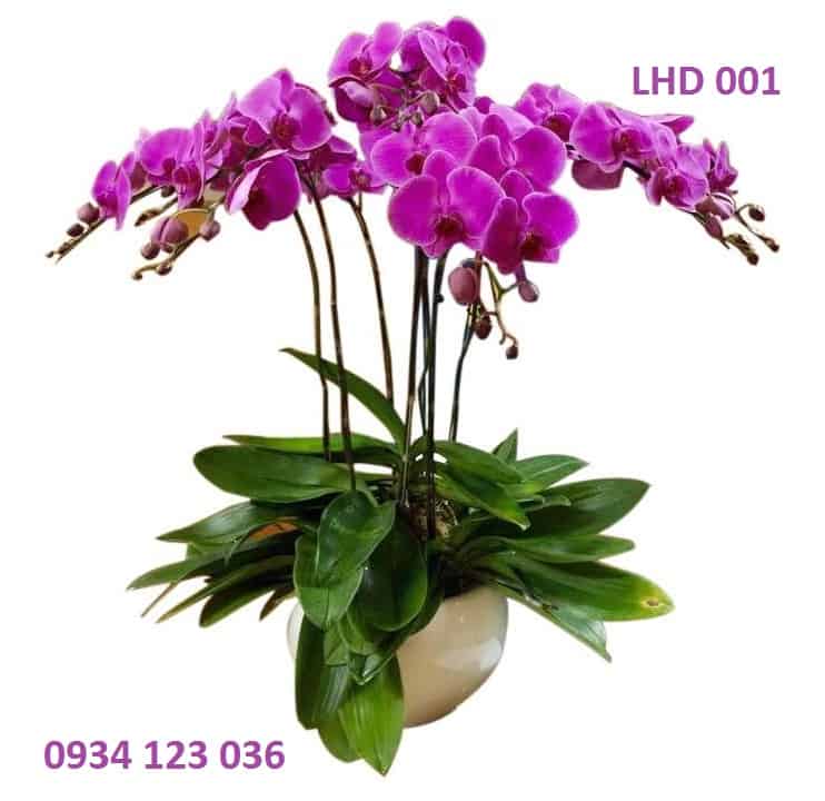 Hoa tươi Nguyệt Hỷ