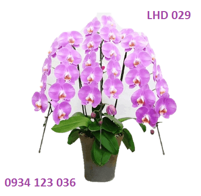 Hoa tươi Nguyệt Hỷ
