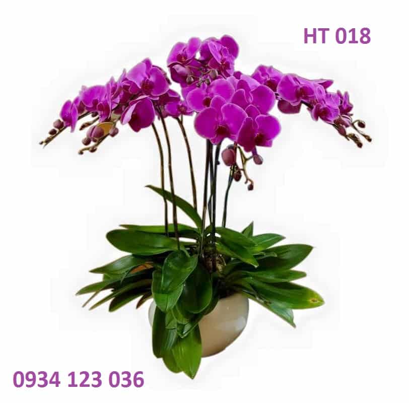 Hoa tươi Nguyệt Hỷ