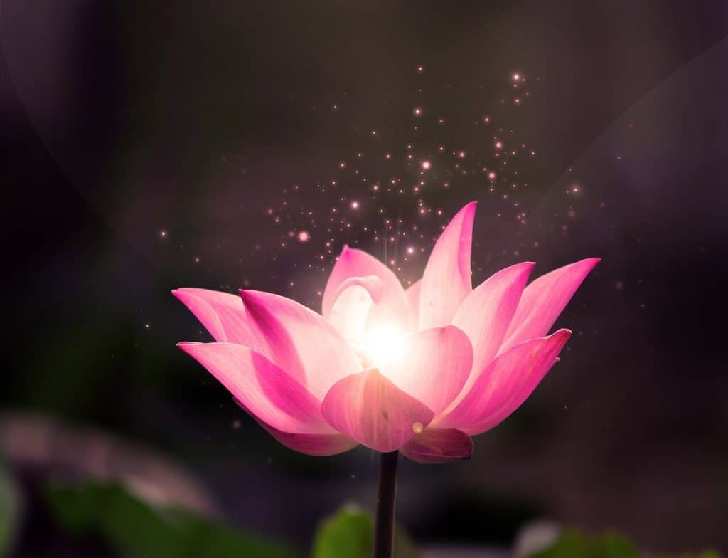 Hoa tươi Nguyệt Hỷ