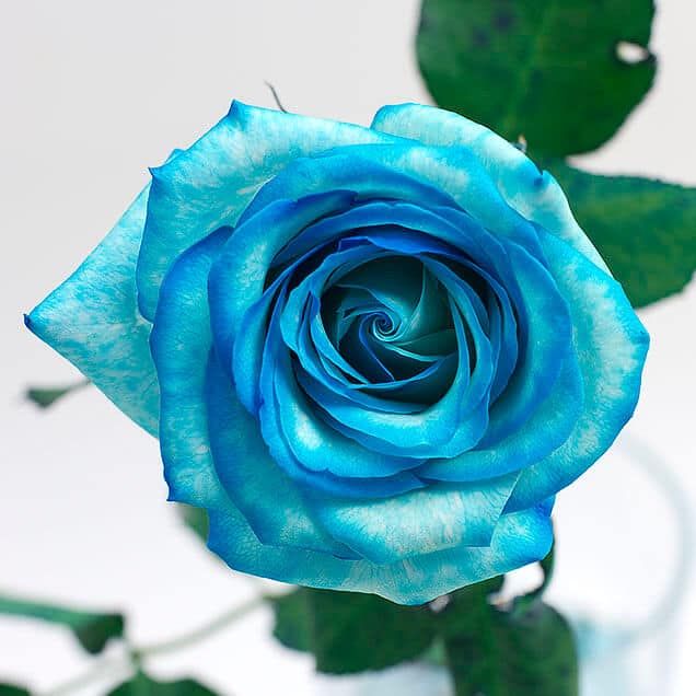 Hoa tươi Nguyệt Hỷ