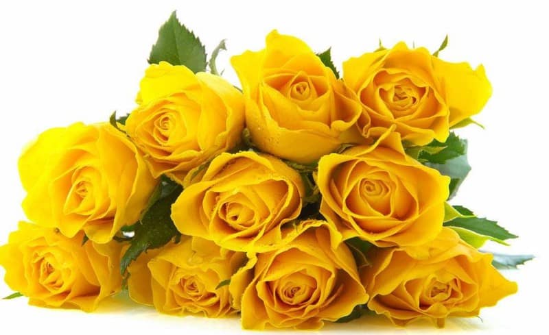 Hoa Hồng vàng đẹp Những hình ảnh hoa Hồng vàng đẹp nhất HTNC