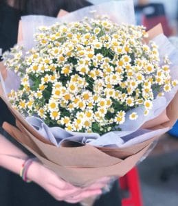 bóa hoa cúc tana tặng người thương
