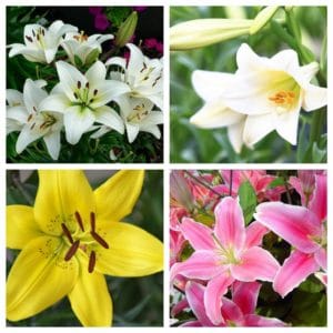 Hoa bách hợp có nhiều màu sắc cho bạn lựa chọn