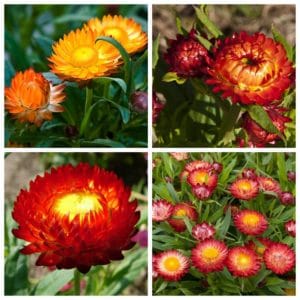 Hoa bất tử và những điều thú vị bạn chưa biết