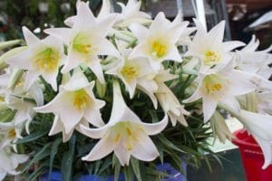 hoa loa kèn trắng dịu dàng