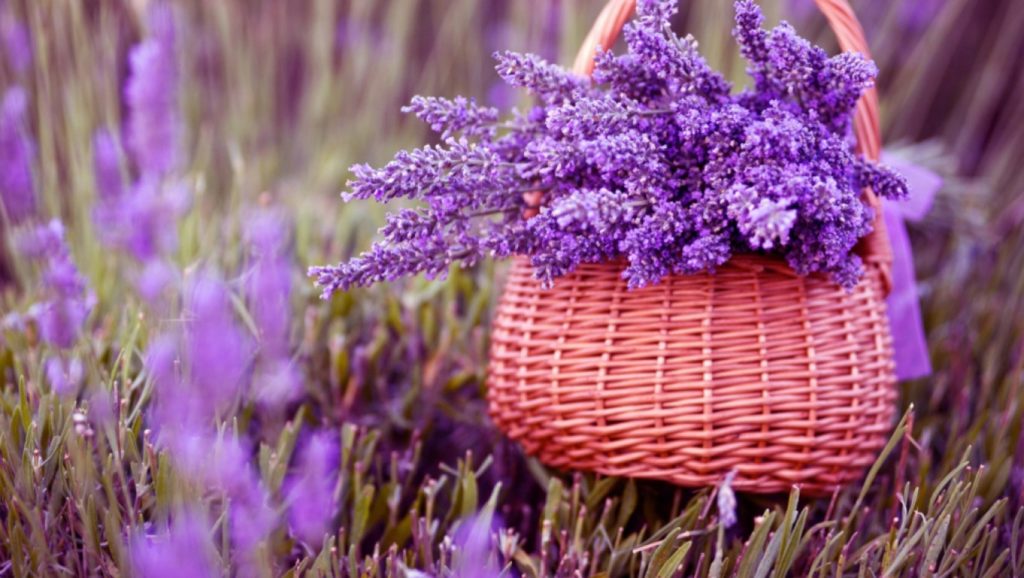 Ảnh hoa oải hương Lavender hình nền hoa oải hương đẹp  Tin Đẹp