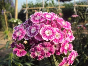 hoa băng bó đẹp thu hút mọi ánh nhìn