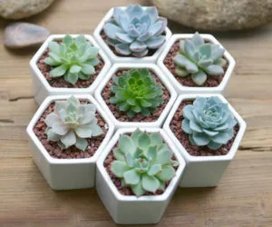 Chậu cây sen đá ngũ sắc đẹp lục giác trang trí bàn làm việc xinh