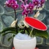 Lộc phát trường niên