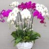 Niềm tin chiến thắng