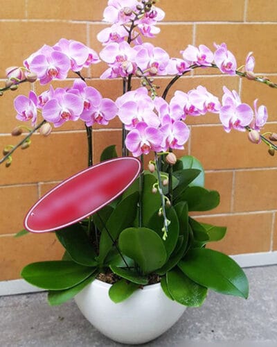 Lộc phát 01