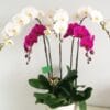 Mãi đắm say 001