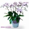 Lộc vừng LHD022