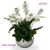 Hoàng gia LHD026
