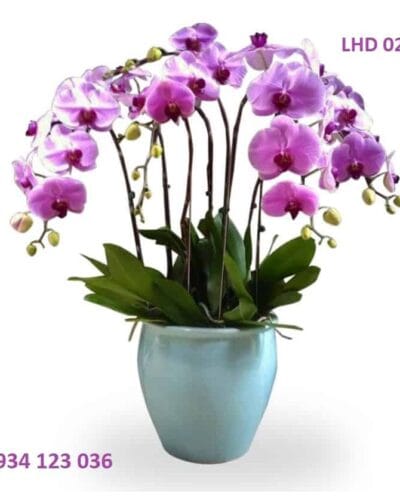 Tuyết cầm LHD029