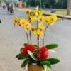 Nắng vàng
