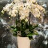 Lucky flower