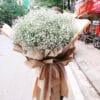 Hoa tuyết mùa hè 03