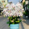 Chau Lan Ho Diep Tphcm.jpg