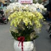 Chau Lan Ho Diep Trang Vang.jpg