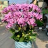 Hoa Lan Ho Diep Tphcm 348734.jpg