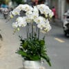 Lan Ho Diep Gia Re 345345.jpg