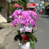 Lan Ho Diep Gia Re 6666.jpg