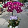 Lan Ho Diep Gia Re 9999.jpg