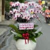 Lan Ho Diep Gia Re Tphcm 3333.jpg