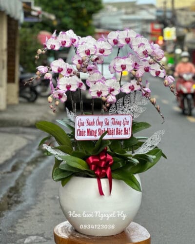 Lan Ho Diep Gia Re Tphcm 3333.jpg
