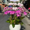 Lan Ho Diep Gia Re Tphcm 65566.jpg