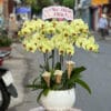 Lan Ho Diep Gia Re Tphcm 766776.jpg