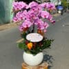 Lan Ho Diep Tan Binh 485498.jpg