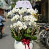 Lan Ho Diep Tan Binh 5656.jpg