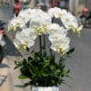 Lan Ho Diep Tan Phu 3984.jpg