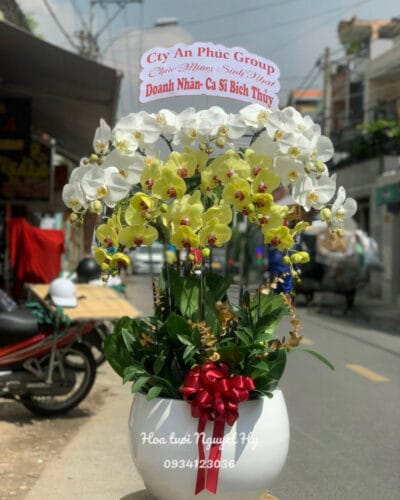 Lan Ho Diep Vang Trang.jpg